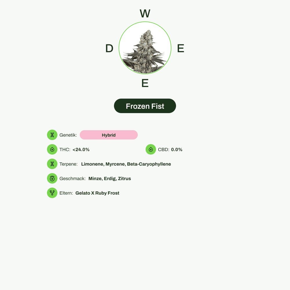 Infografik über THC-Gehalt, CBD-Gehalt, Terpene, Wirkungen, Geschmack von Frozen Fist