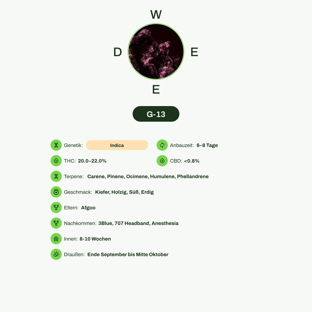 Infografik über THC-Gehalt, CBD-Gehalt, Terpene, Wirkungen, Geschmack von G-13
