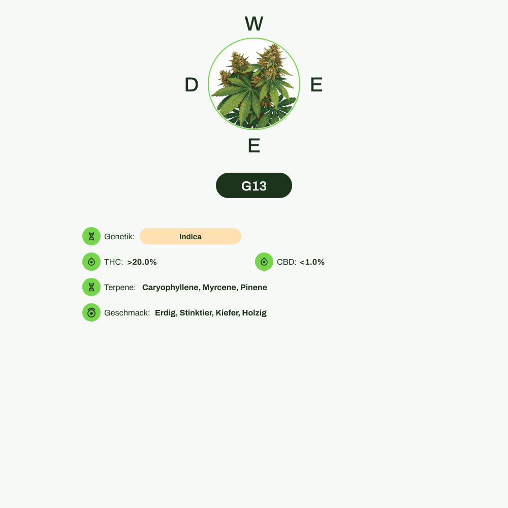 Infografik über THC-Gehalt, CBD-Gehalt, Terpene, Wirkungen, Geschmack von G13