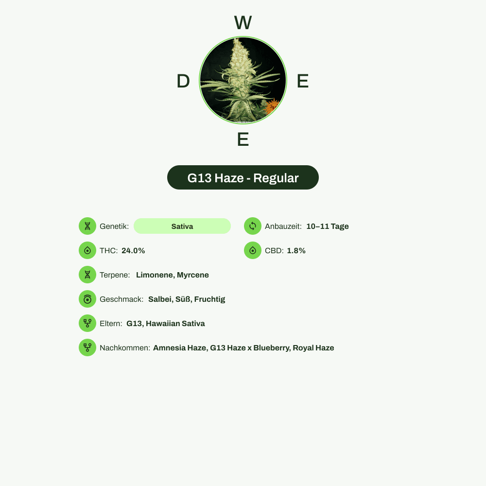 Infografik über THC-Gehalt, CBD-Gehalt, Terpene, Wirkungen, Geschmack von G13 Haze - Regular