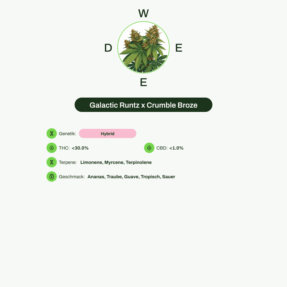 Infografik über THC-Gehalt, CBD-Gehalt, Terpene, Wirkungen, Geschmack von Galactic Runtz x Crumble Broze