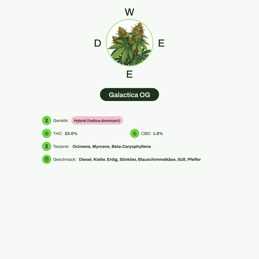 Infografik über THC-Gehalt, CBD-Gehalt, Terpene, Wirkungen, Geschmack von Galactica OG