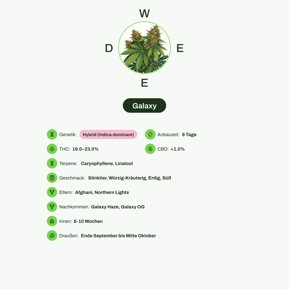 Infografik über THC-Gehalt, CBD-Gehalt, Terpene, Wirkungen, Geschmack von Galaxy