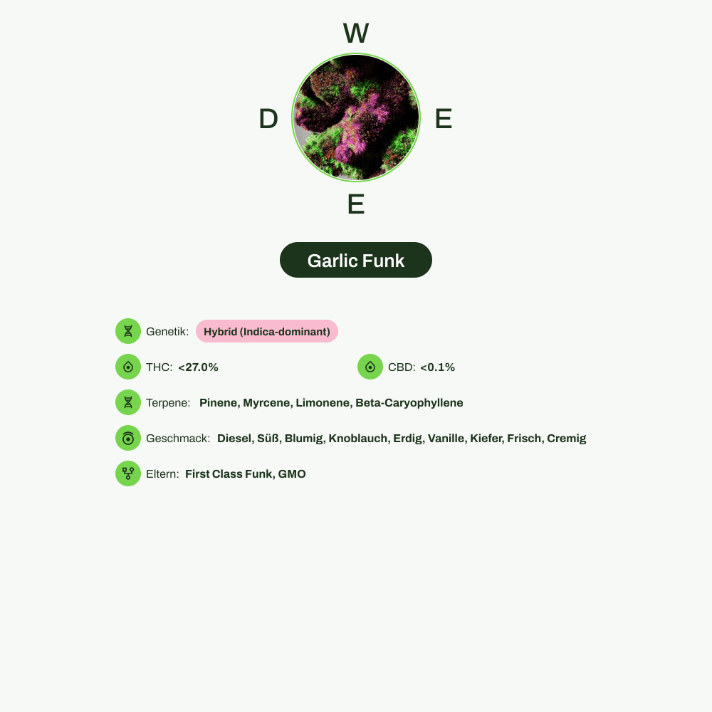 Infografik über THC-Gehalt, CBD-Gehalt, Terpene, Wirkungen, Geschmack von Garlic Funk