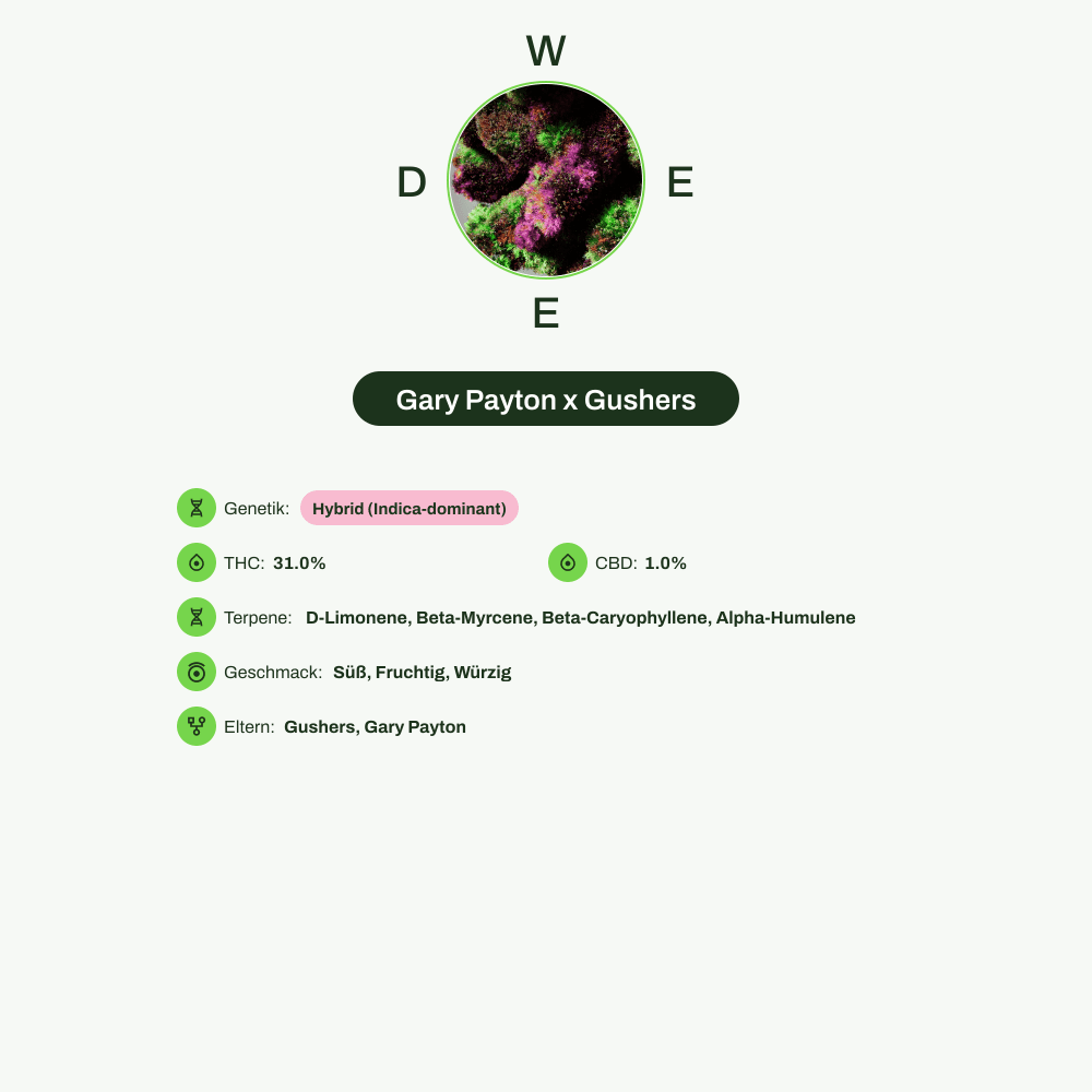 Infografik über THC-Gehalt, CBD-Gehalt, Terpene, Wirkungen, Geschmack von Gary Payton x Gushers