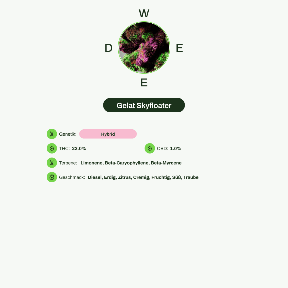 Infografik über THC-Gehalt, CBD-Gehalt, Terpene, Wirkungen, Geschmack von Gelat Skyfloater