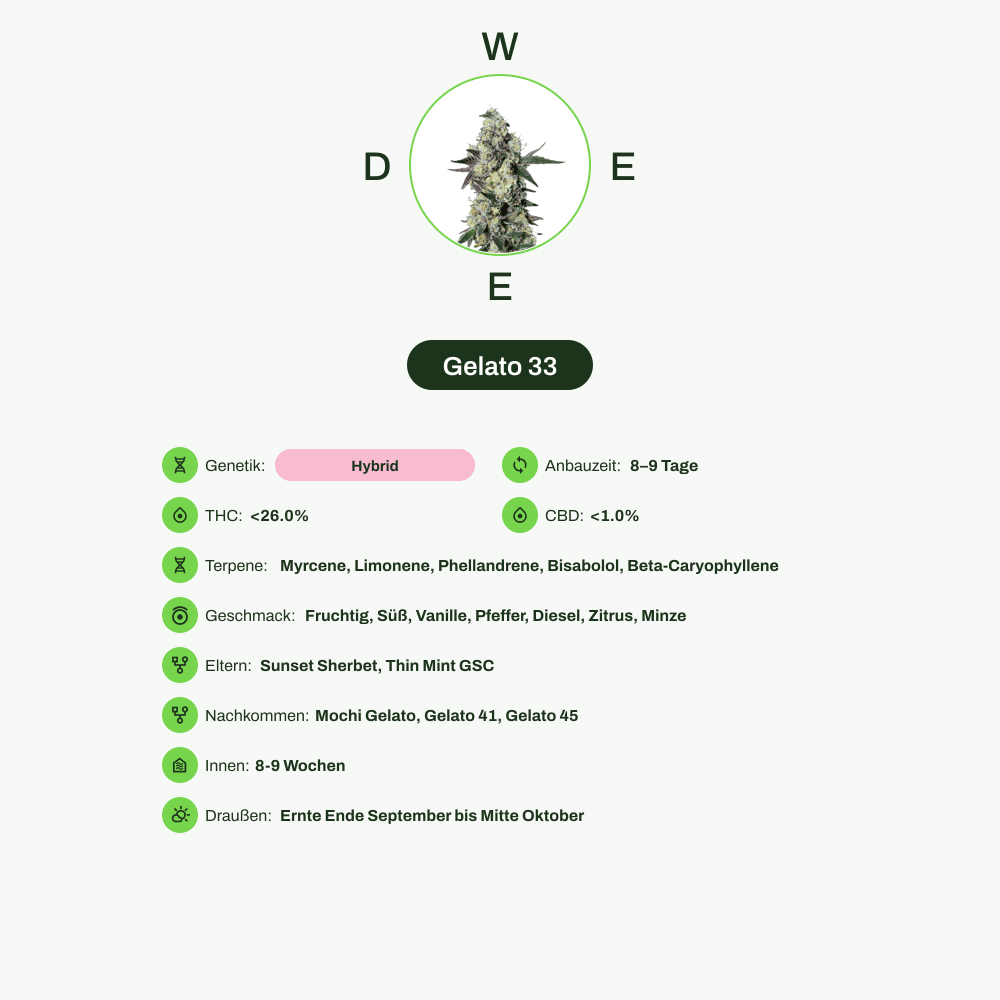 Infografik über THC-Gehalt, CBD-Gehalt, Terpene, Wirkungen, Geschmack von Gelato 33