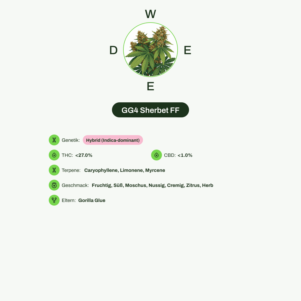 Infografik über THC-Gehalt, CBD-Gehalt, Terpene, Wirkungen, Geschmack von GG4 Sherbet FF