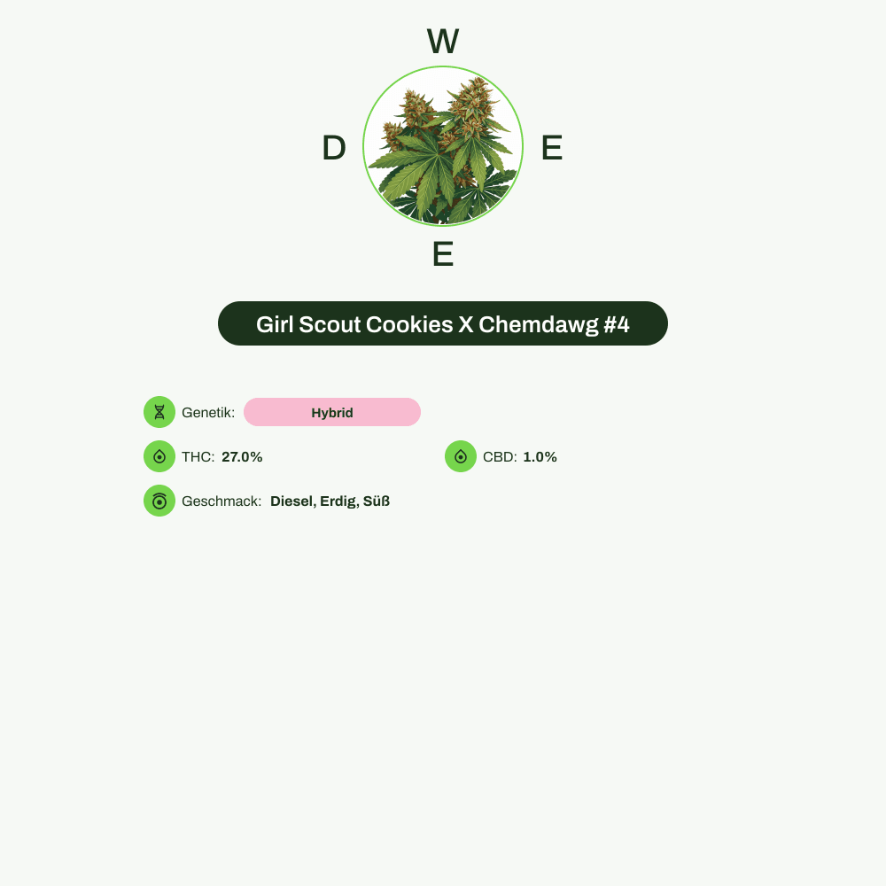 Infografik über THC-Gehalt, CBD-Gehalt, Wirkungen, Geschmack von Girl Scout Cookies X Chemdawg #4
