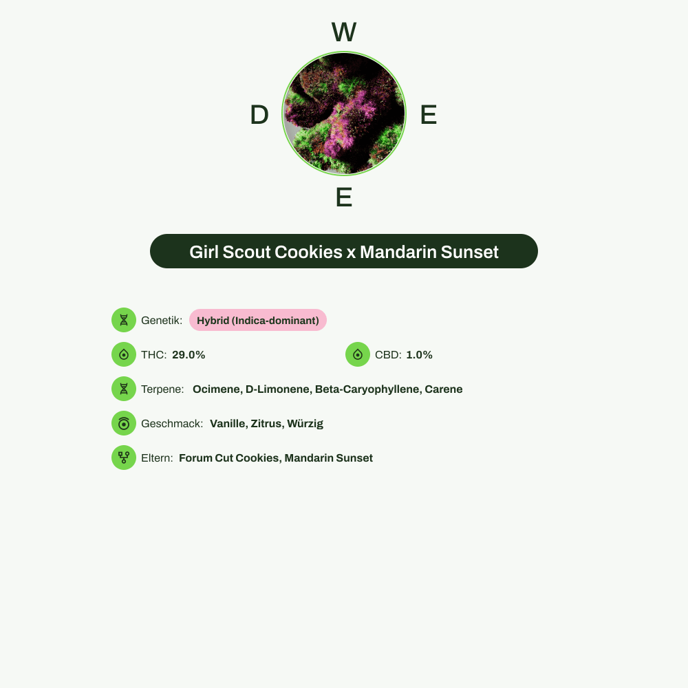Infografik über THC-Gehalt, CBD-Gehalt, Terpene, Wirkungen, Geschmack von Girl Scout Cookies x Mandarin Sunset