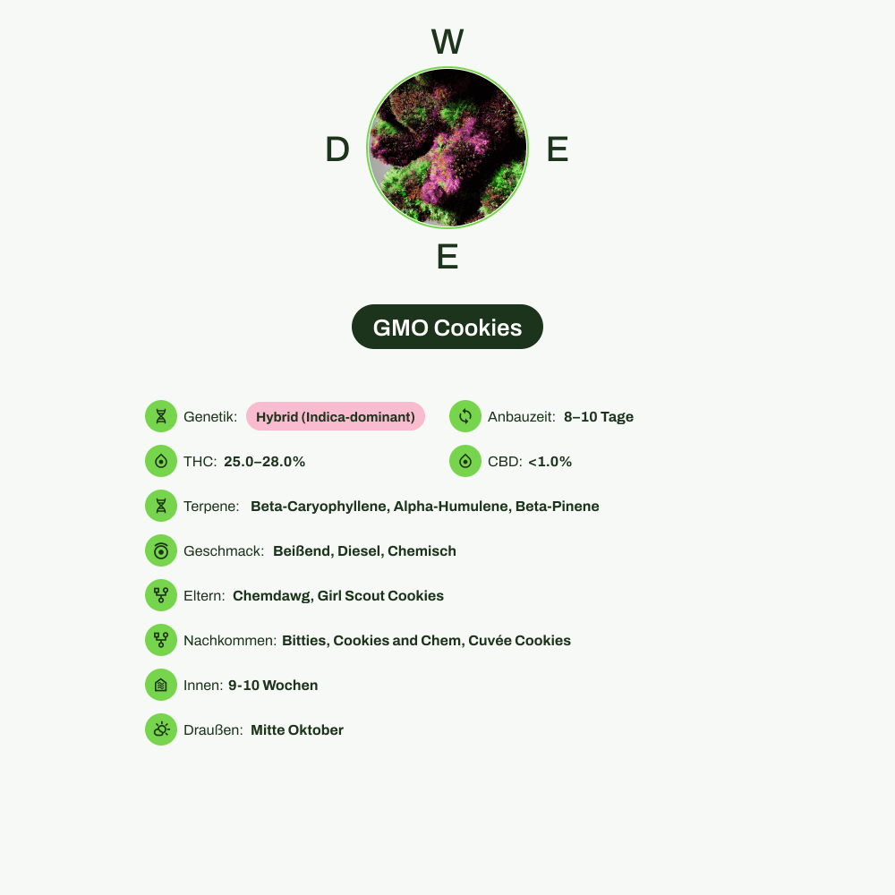 Infografik über THC-Gehalt, CBD-Gehalt, Terpene, Wirkungen, Geschmack von GMO Cookies