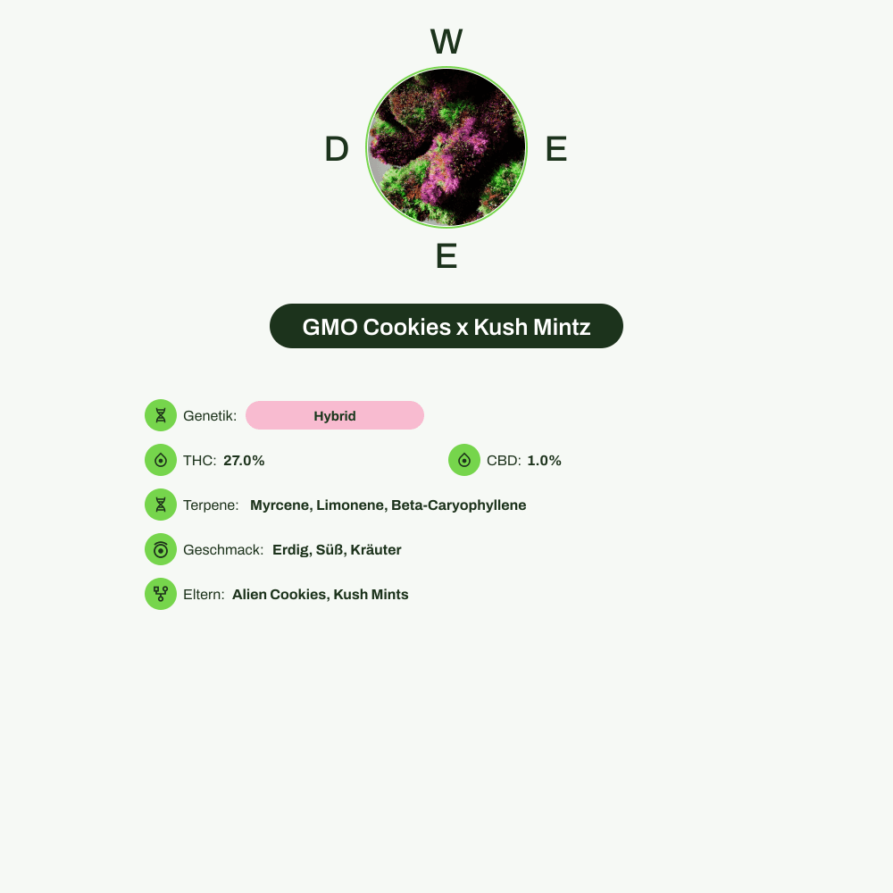 Infografik über THC-Gehalt, CBD-Gehalt, Terpene, Wirkungen, Geschmack von GMO Cookies x Kush Mintz