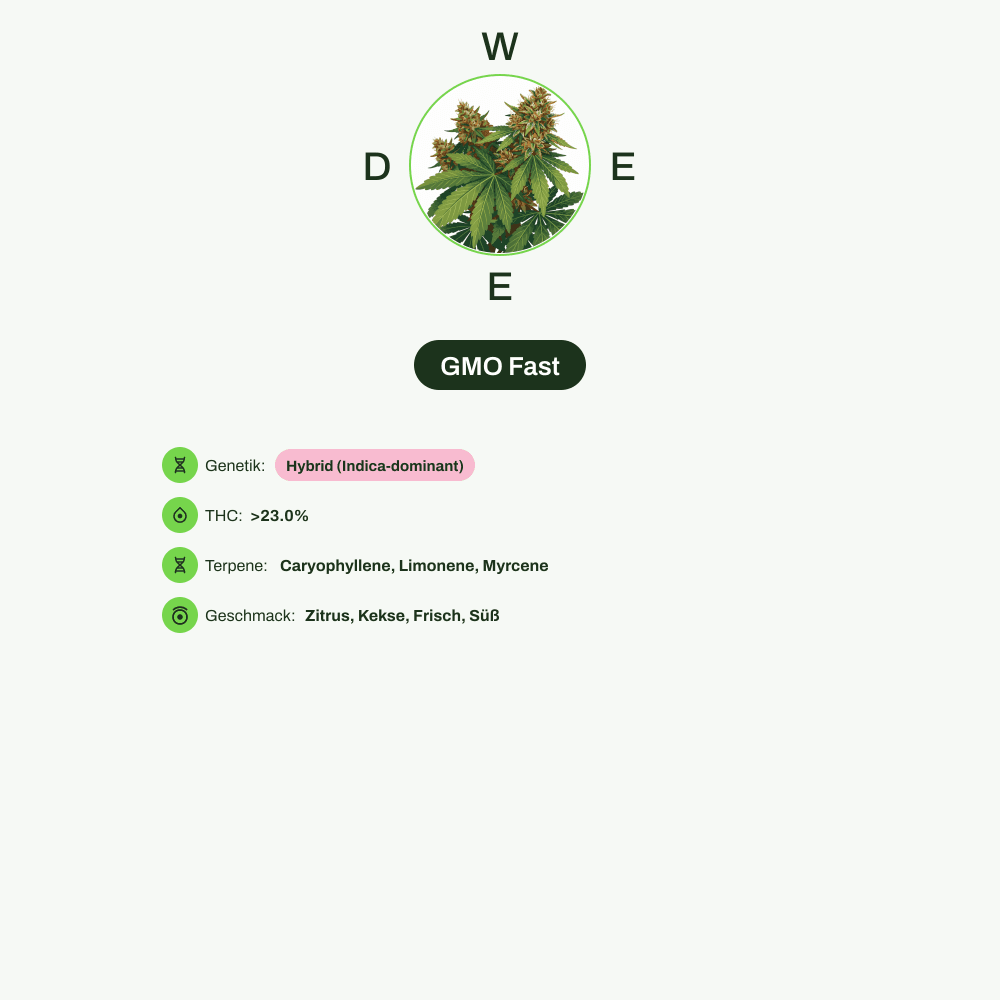 Infografik über THC-Gehalt, CBD-Gehalt, Terpene, Wirkungen, Geschmack von GMO Fast