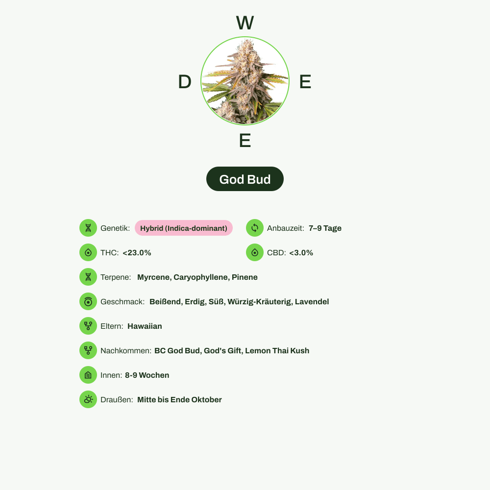 Infografik über THC-Gehalt, CBD-Gehalt, Terpene, Wirkungen, Geschmack von God Bud