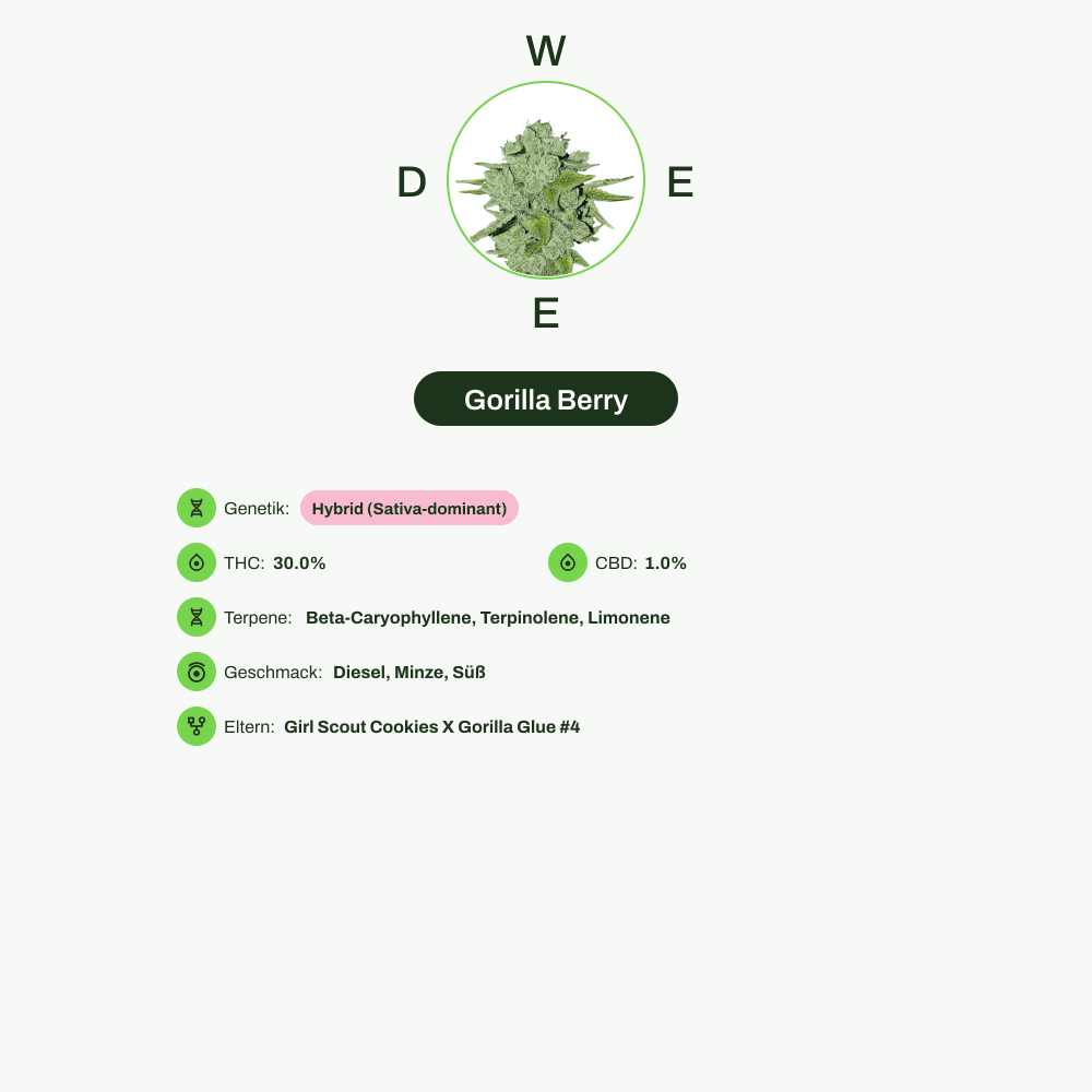 Infografik über THC-Gehalt, CBD-Gehalt, Terpene, Wirkungen, Geschmack von Gorilla Berry