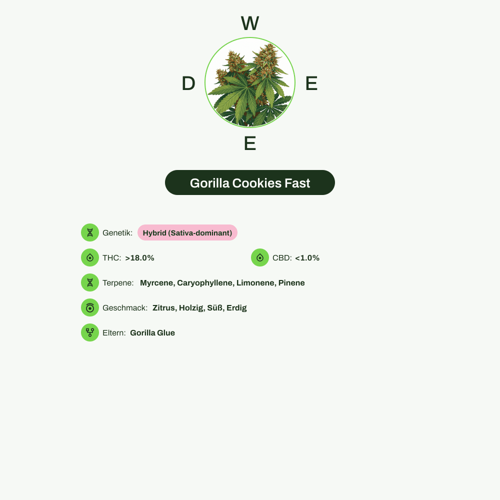 Infografik über THC-Gehalt, CBD-Gehalt, Terpene, Wirkungen, Geschmack von Gorilla Cookies Fast