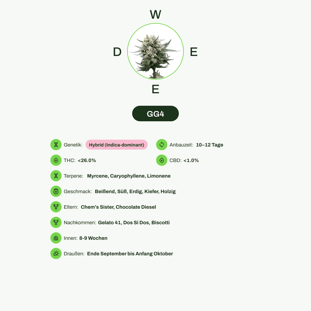 Infografik über THC-Gehalt, CBD-Gehalt, Terpene, Wirkungen, Geschmack von GG4