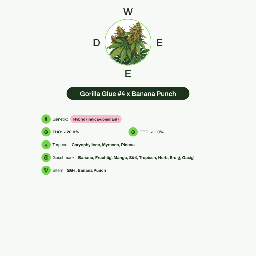 Infografik über THC-Gehalt, CBD-Gehalt, Terpene, Wirkungen, Geschmack von Gorilla Glue #4 x Banana Punch