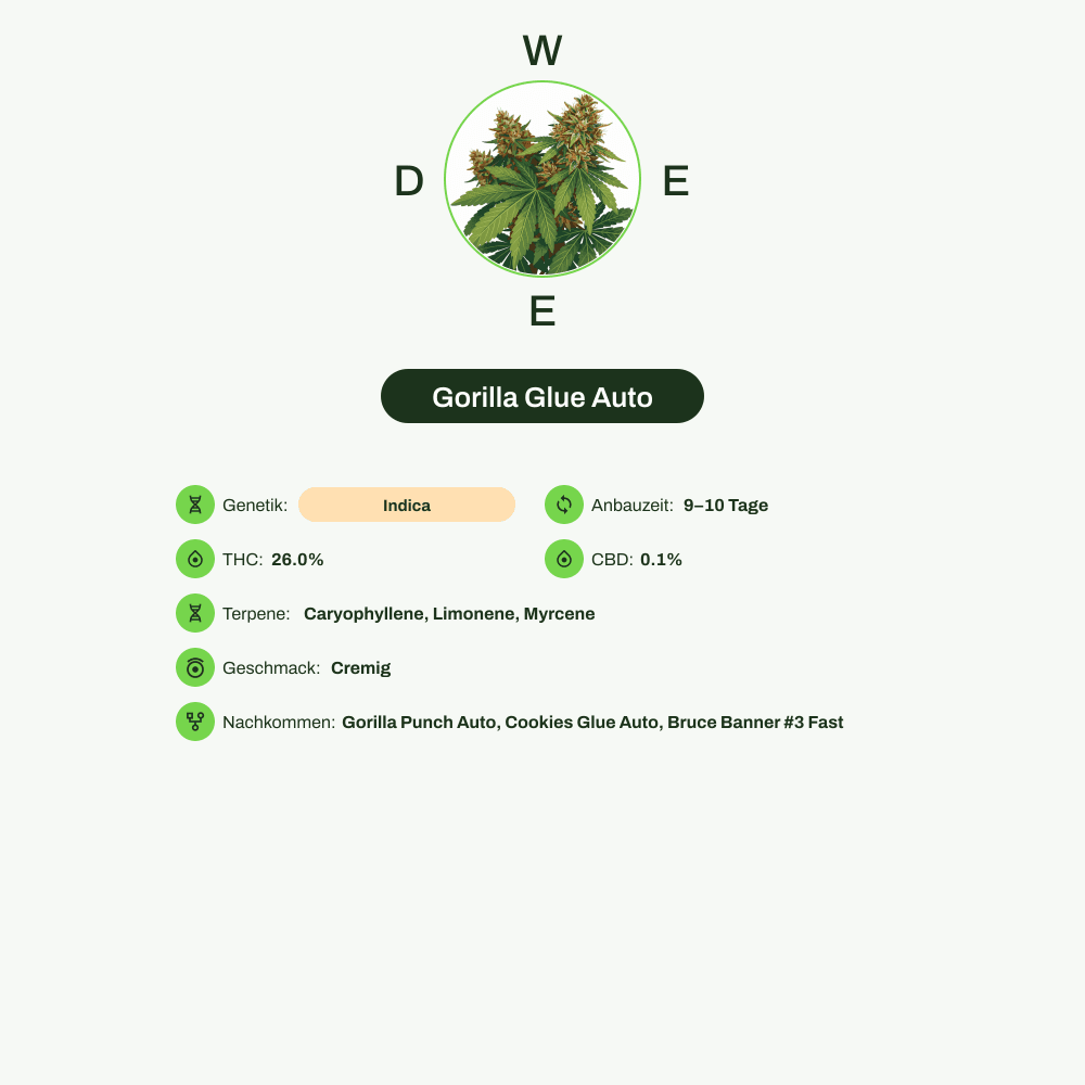 Infografik über THC-Gehalt, CBD-Gehalt, Terpene, Geschmack von Gorilla Glue Auto