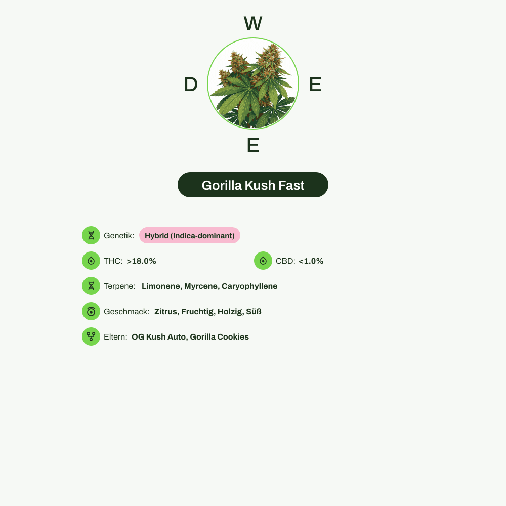 Infografik über THC-Gehalt, CBD-Gehalt, Terpene, Wirkungen, Geschmack von Gorilla Kush Fast