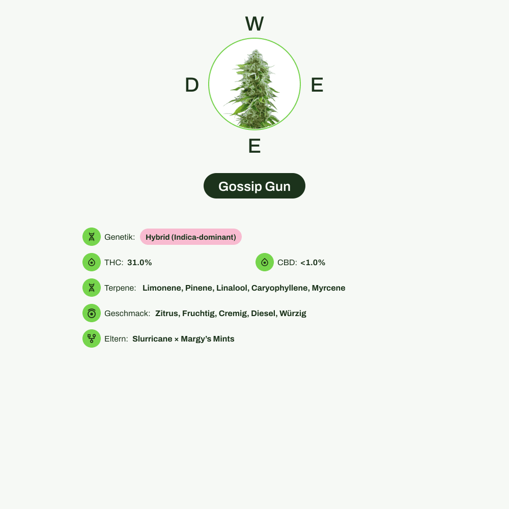 Infografik über THC-Gehalt, CBD-Gehalt, Terpene, Wirkungen, Geschmack von Gossip Gun