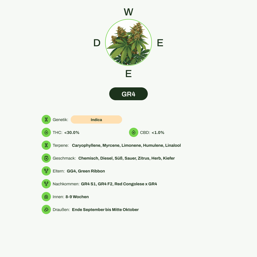 Infografik über THC-Gehalt, CBD-Gehalt, Terpene, Wirkungen, Geschmack von GR4