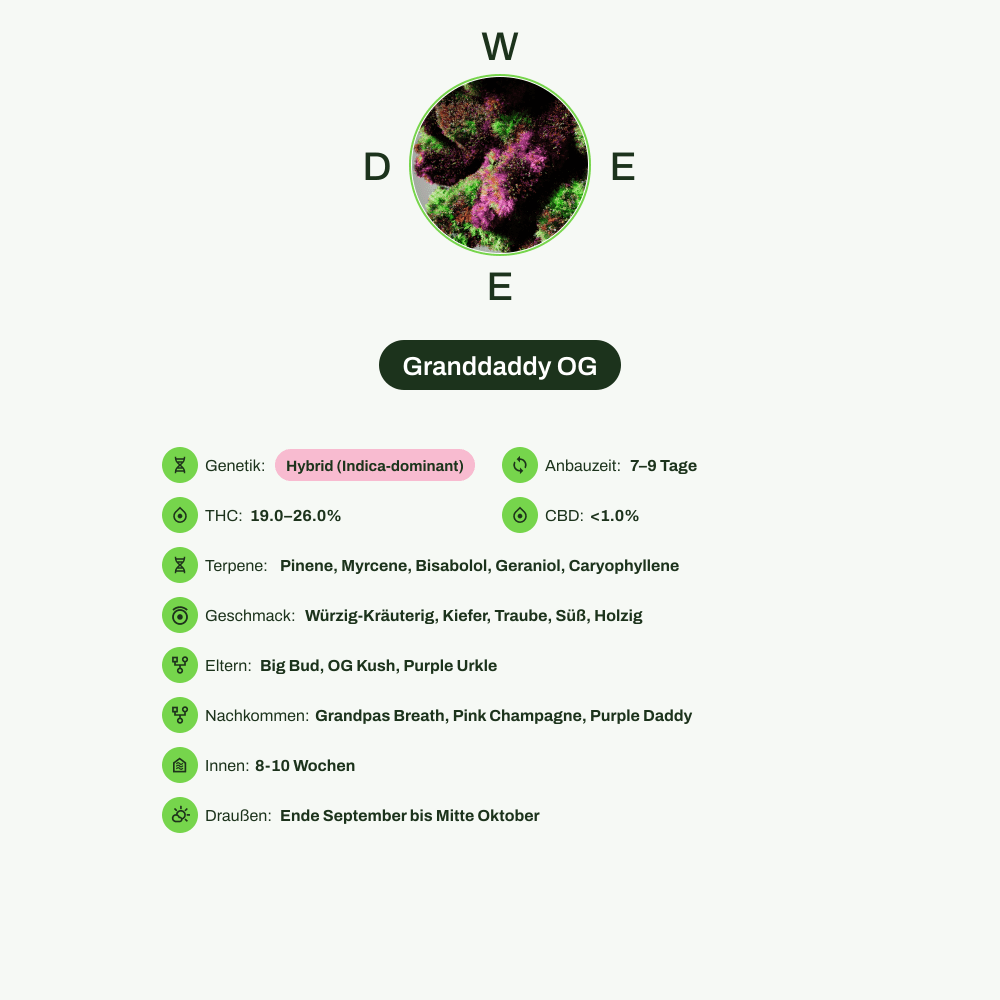 Infografik über THC-Gehalt, CBD-Gehalt, Terpene, Wirkungen, Geschmack von Granddaddy OG