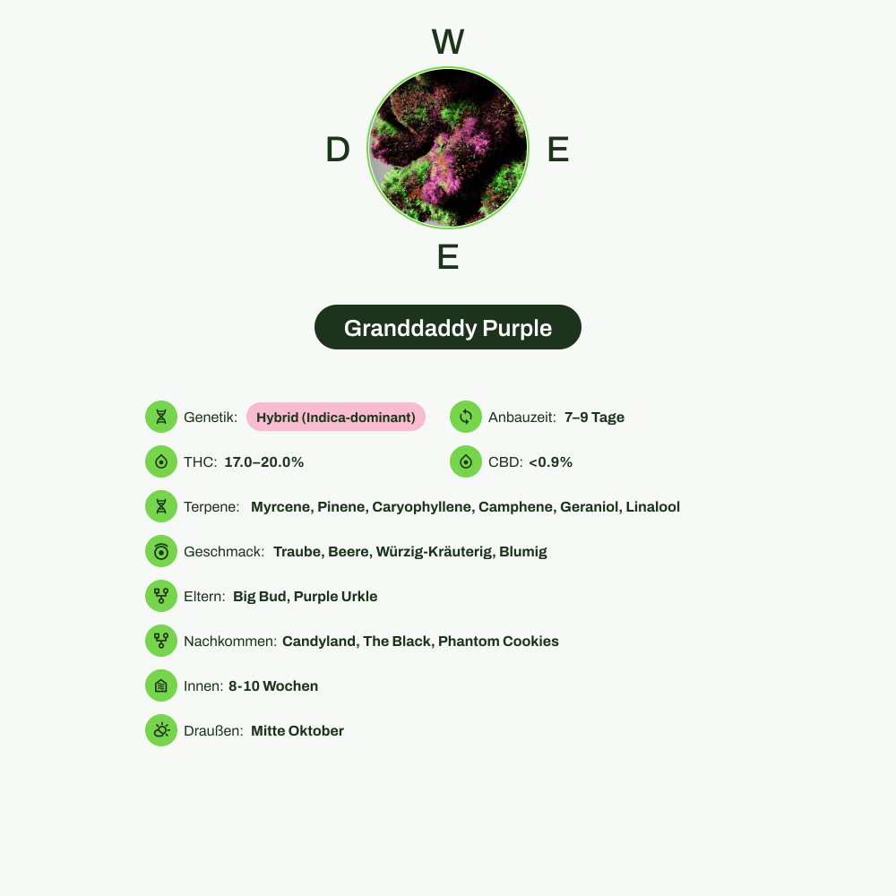Infografik über THC-Gehalt, CBD-Gehalt, Terpene, Wirkungen, Geschmack von Granddaddy Purple