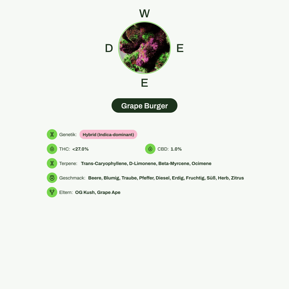 Infografik über THC-Gehalt, CBD-Gehalt, Terpene, Wirkungen, Geschmack von Grape Burger