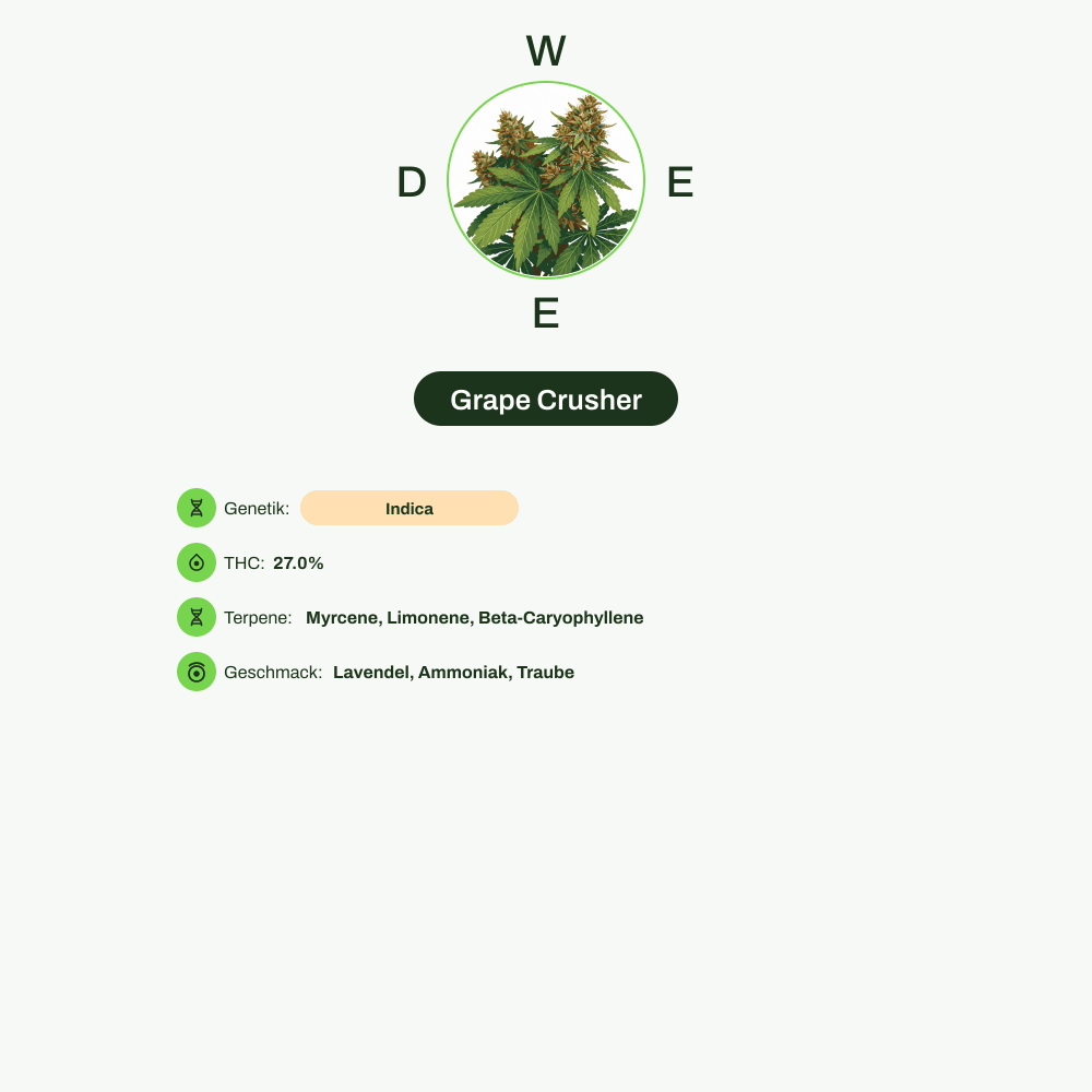 Infografik über THC-Gehalt, CBD-Gehalt, Terpene, Wirkungen, Geschmack von Grape Crusher