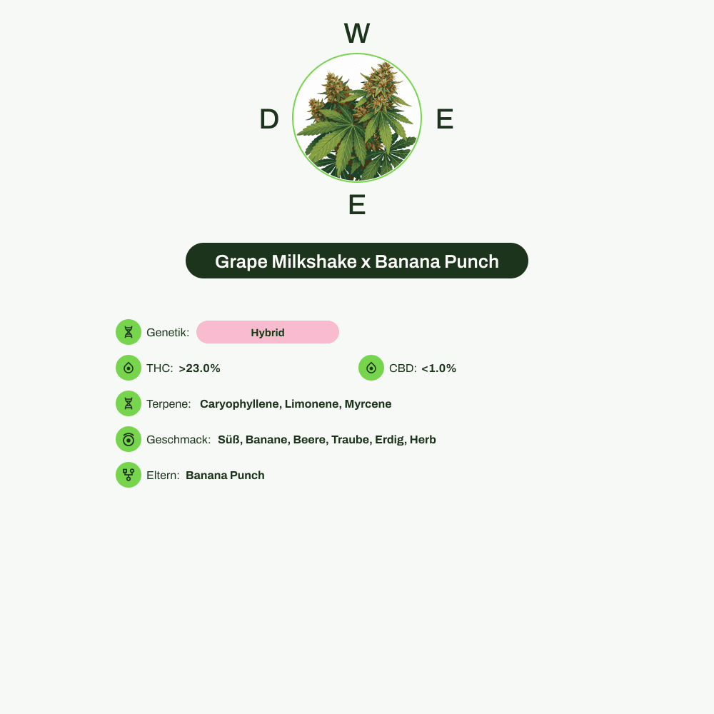 Infografik über THC-Gehalt, CBD-Gehalt, Terpene, Wirkungen, Geschmack von Grape Milkshake x Banana Punch