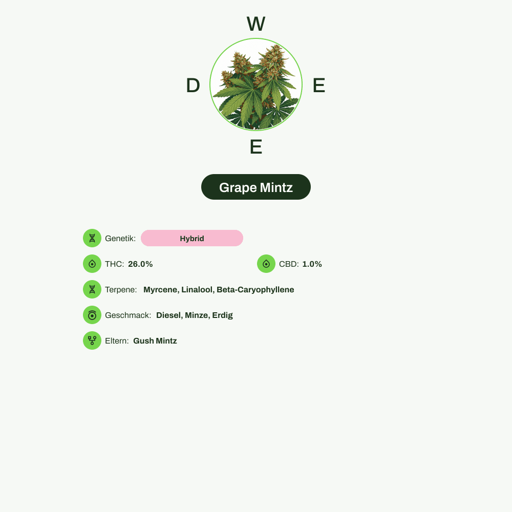 Infografik über THC-Gehalt, CBD-Gehalt, Terpene, Wirkungen, Geschmack von Grape Mintz