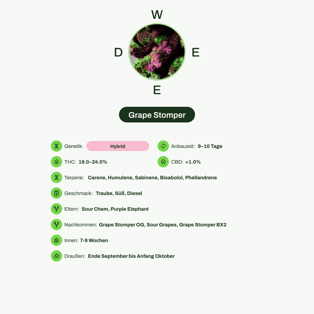 Infografik über THC-Gehalt, CBD-Gehalt, Terpene, Wirkungen, Geschmack von Grape Stomper
