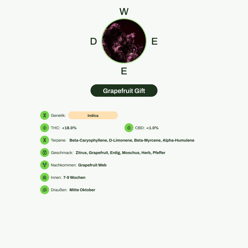 Infografik über THC-Gehalt, CBD-Gehalt, Terpene, Wirkungen, Geschmack von Grapefruit Gift