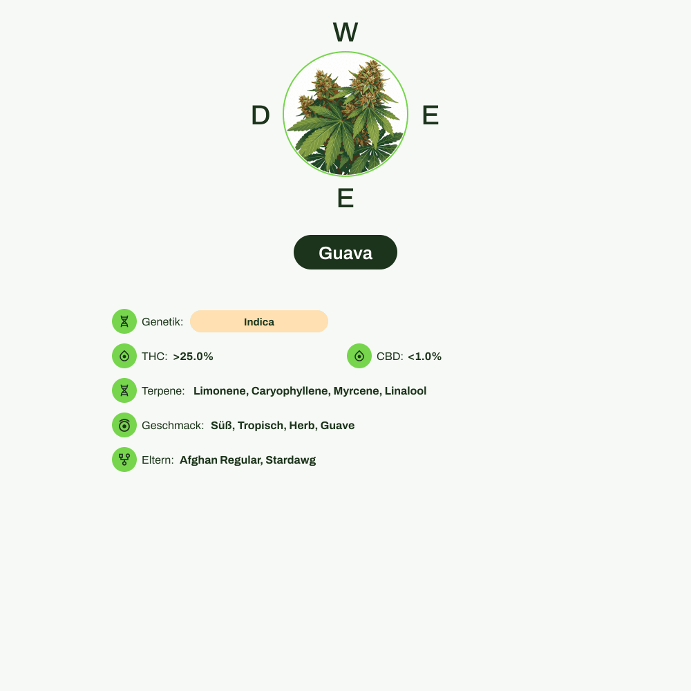 Infografik über THC-Gehalt, CBD-Gehalt, Terpene, Wirkungen, Geschmack von Guava