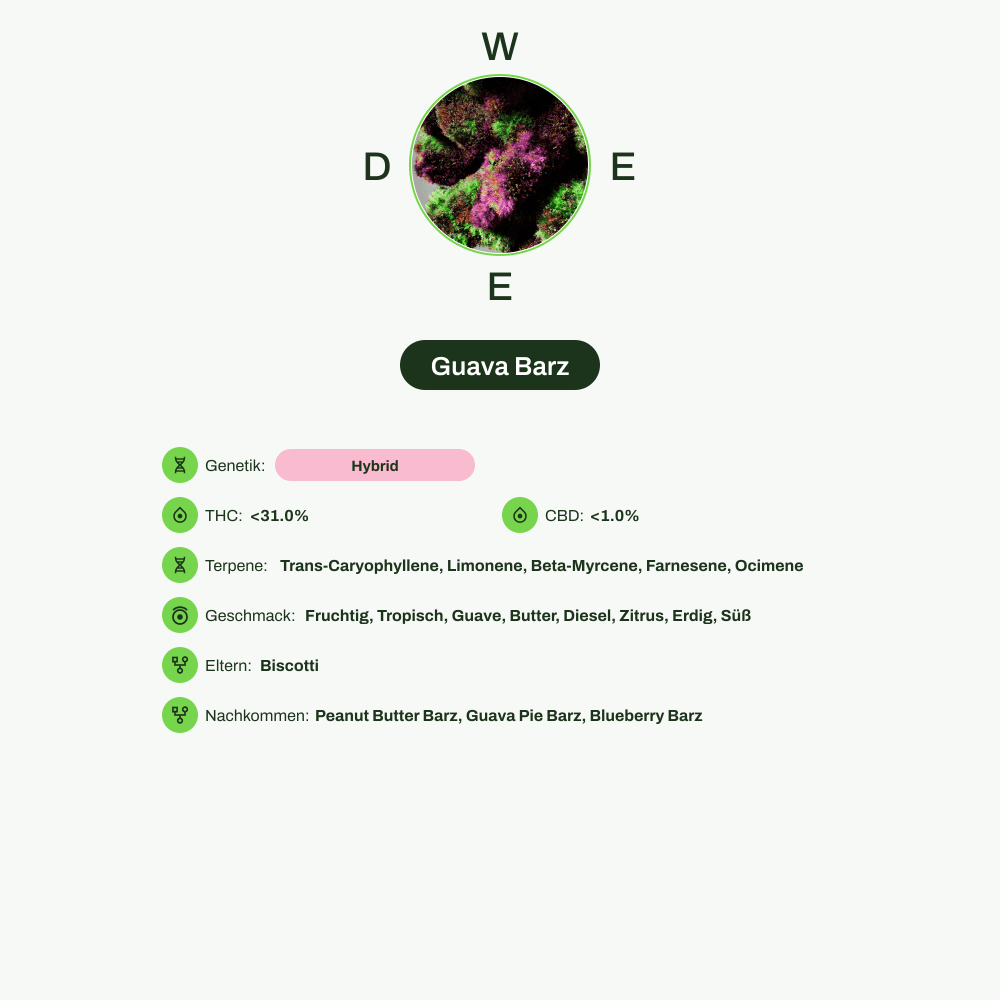 Infografik über THC-Gehalt, CBD-Gehalt, Terpene, Wirkungen, Geschmack von Guava Barz