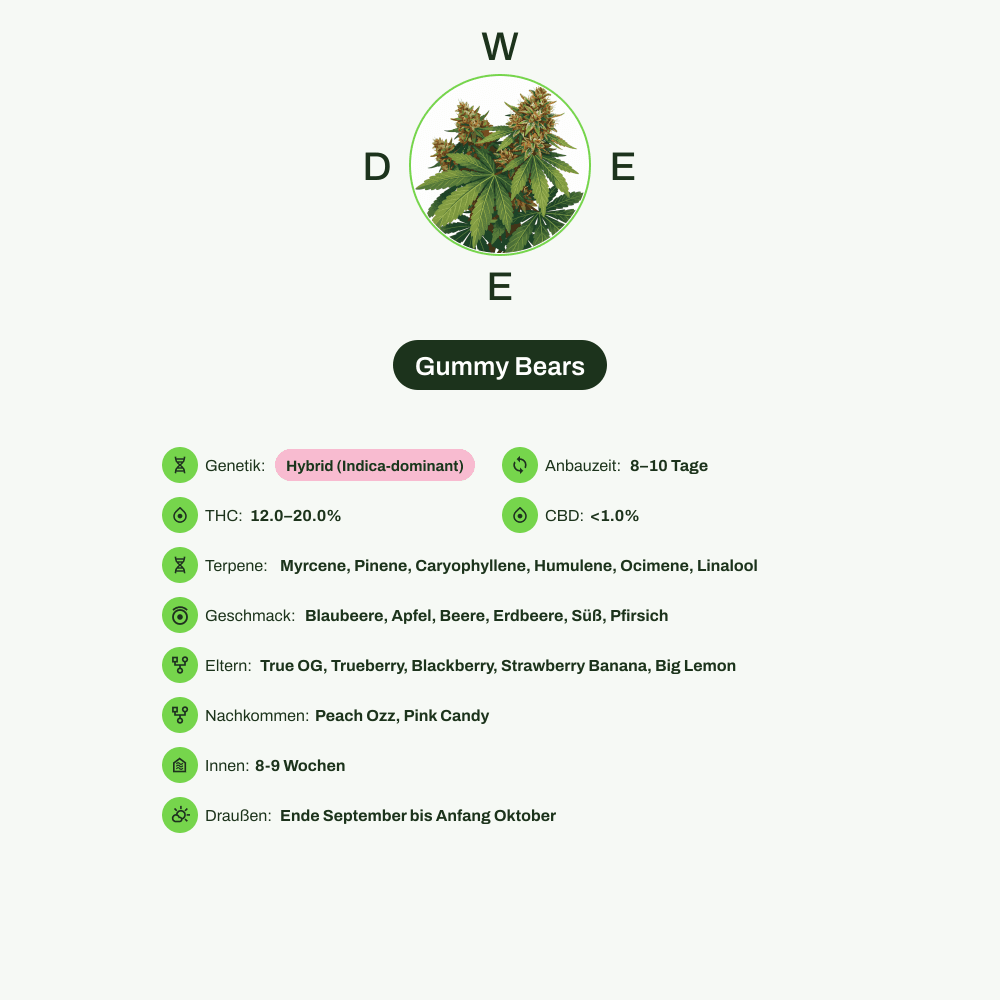Infografik über THC-Gehalt, CBD-Gehalt, Terpene, Wirkungen, Geschmack von Gummy Bears