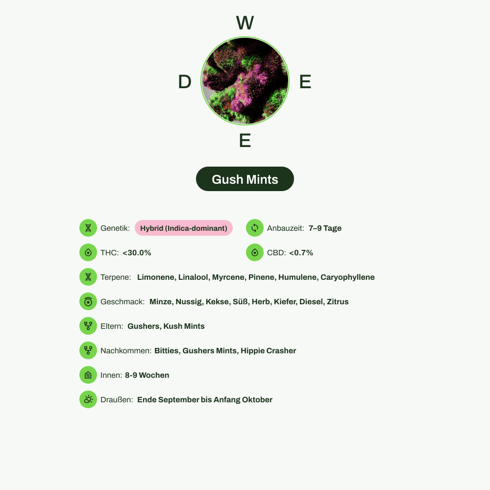 Infografik über THC-Gehalt, CBD-Gehalt, Terpene, Wirkungen, Geschmack von Gush Mints