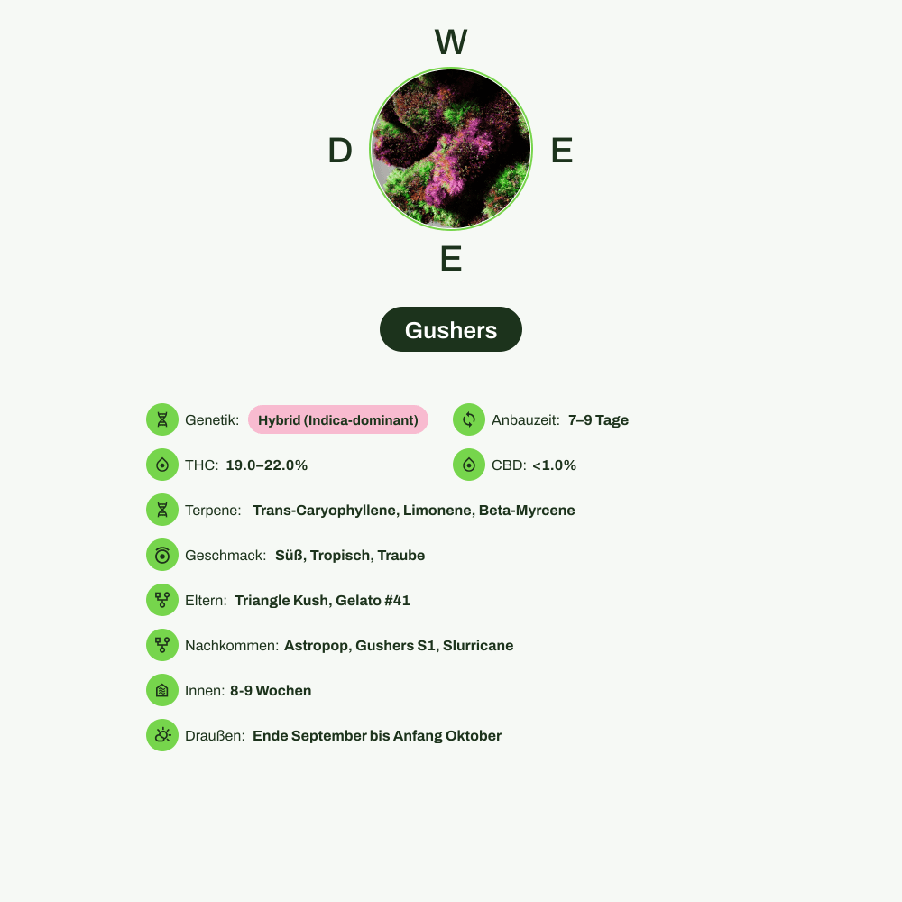 Infografik über THC-Gehalt, CBD-Gehalt, Terpene, Wirkungen, Geschmack von Gushers