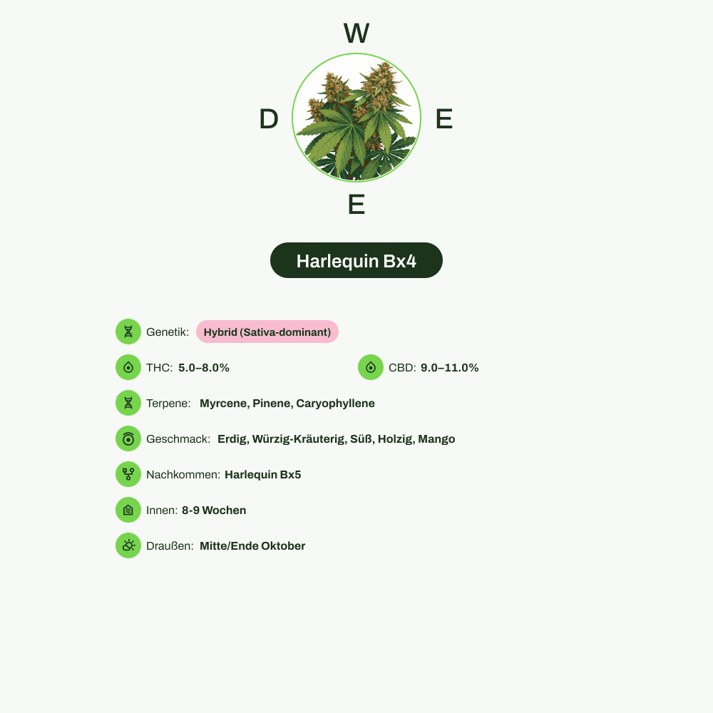 Infografik über THC-Gehalt, CBD-Gehalt, Terpene, Wirkungen, Geschmack von Harlequin Bx4