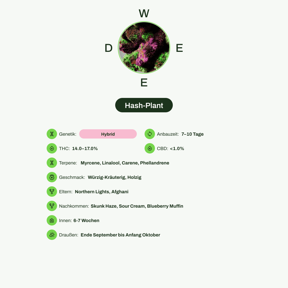 Infografik über THC-Gehalt, CBD-Gehalt, Terpene, Wirkungen, Geschmack von Hash-Plant