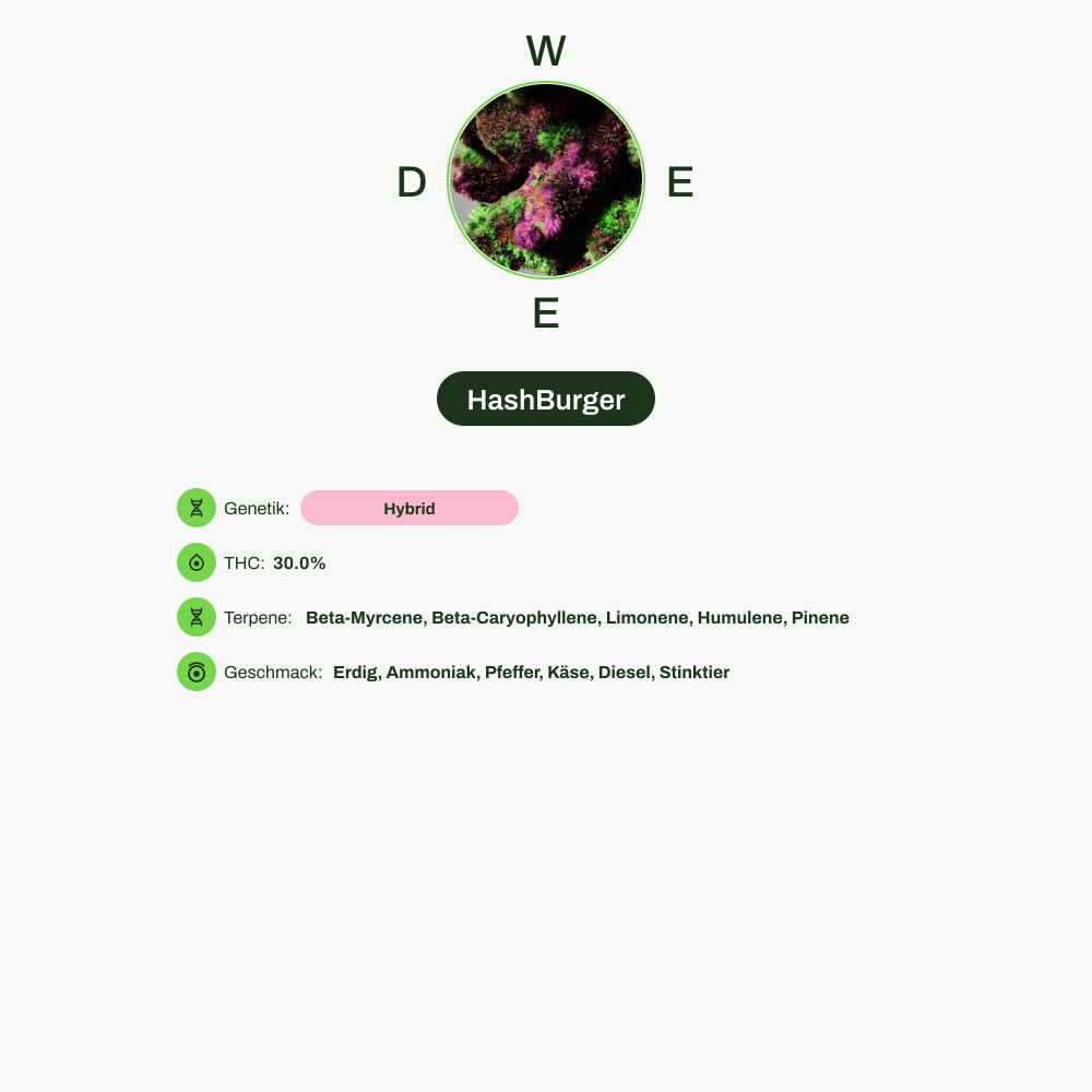 Infografik über THC-Gehalt, CBD-Gehalt, Terpene, Wirkungen, Geschmack von HashBurger