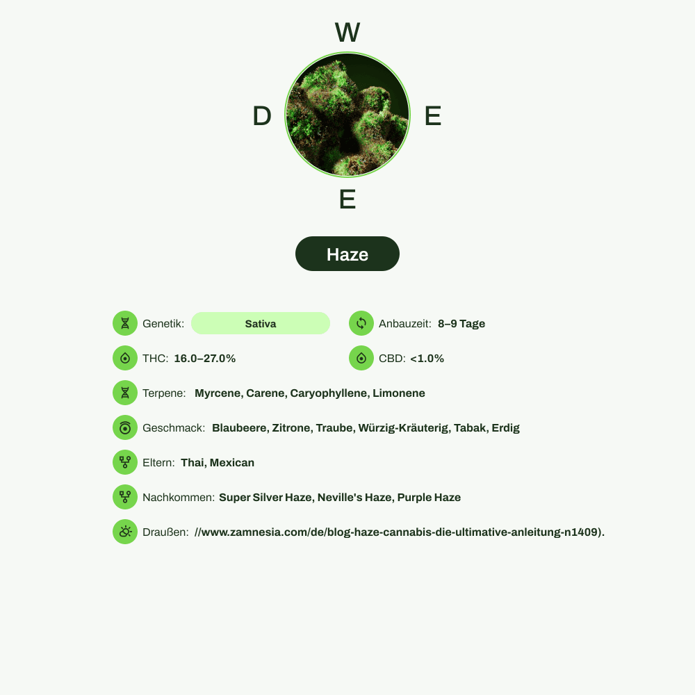 Infografik über THC-Gehalt, CBD-Gehalt, Terpene, Wirkungen, Geschmack von Haze