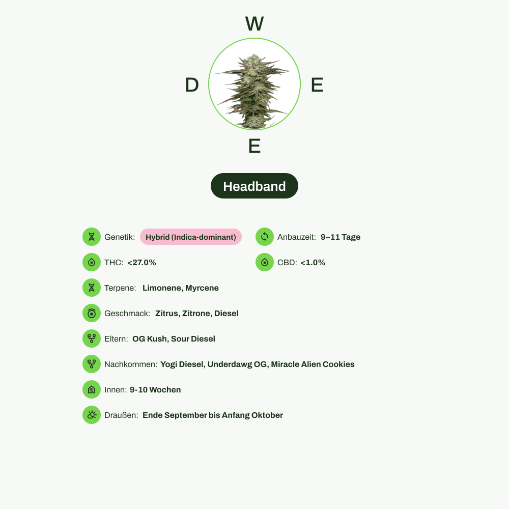 Infografik über THC-Gehalt, CBD-Gehalt, Terpene, Wirkungen, Geschmack von Headband
