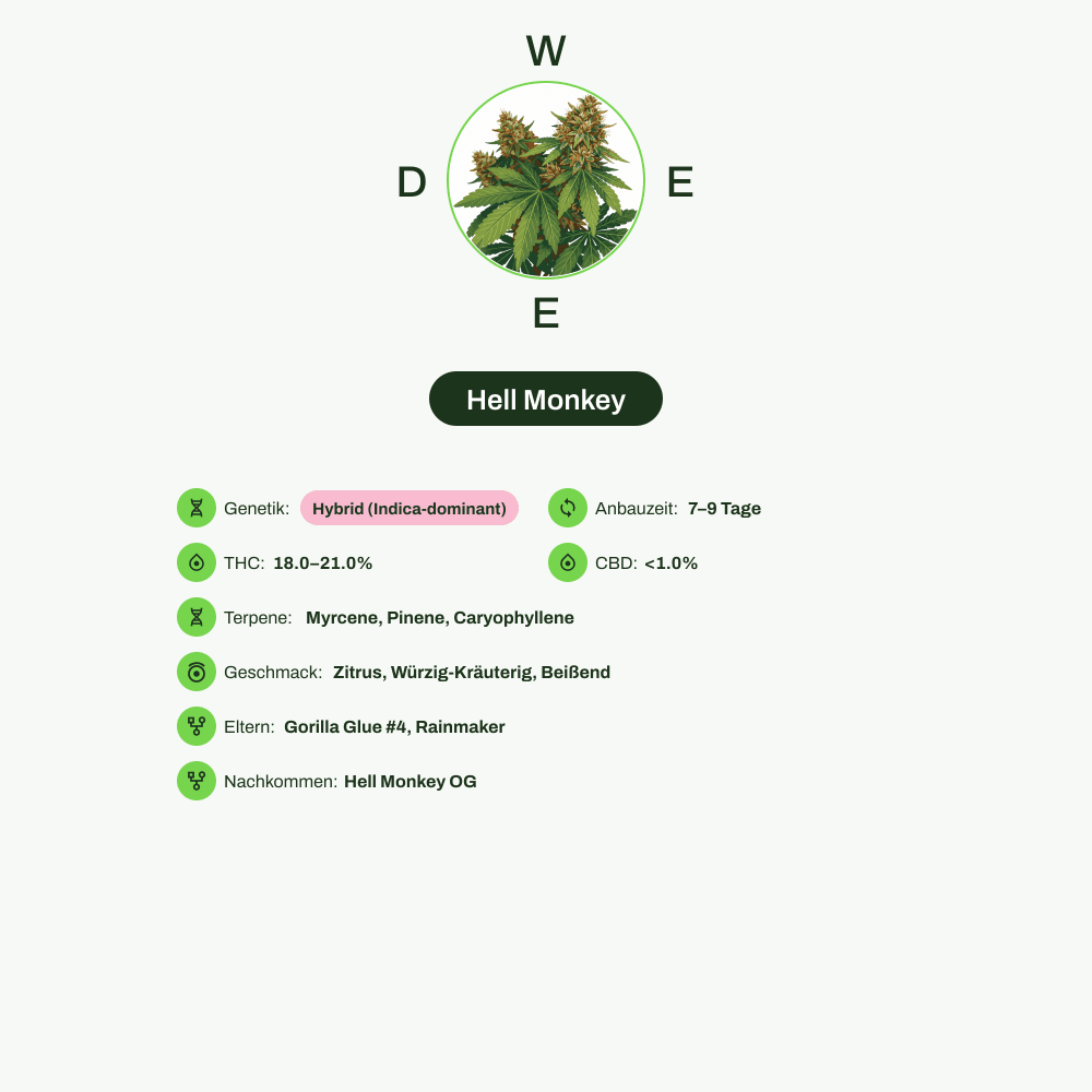 Infografik über THC-Gehalt, CBD-Gehalt, Terpene, Wirkungen, Geschmack von Hell Monkey