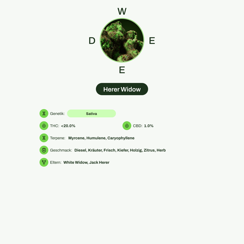 Infografik über THC-Gehalt, CBD-Gehalt, Terpene, Wirkungen, Geschmack von Herer Widow