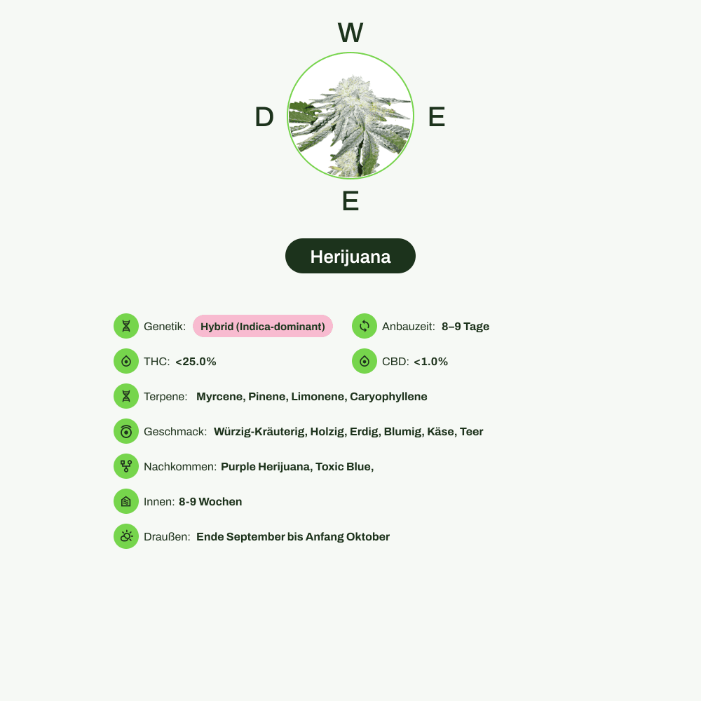 Infografik über THC-Gehalt, CBD-Gehalt, Terpene, Wirkungen, Geschmack von Herijuana