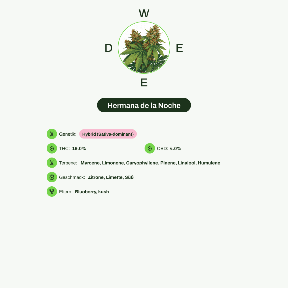 Infografik über THC-Gehalt, CBD-Gehalt, Terpene, Geschmack von Hermana de la Noche