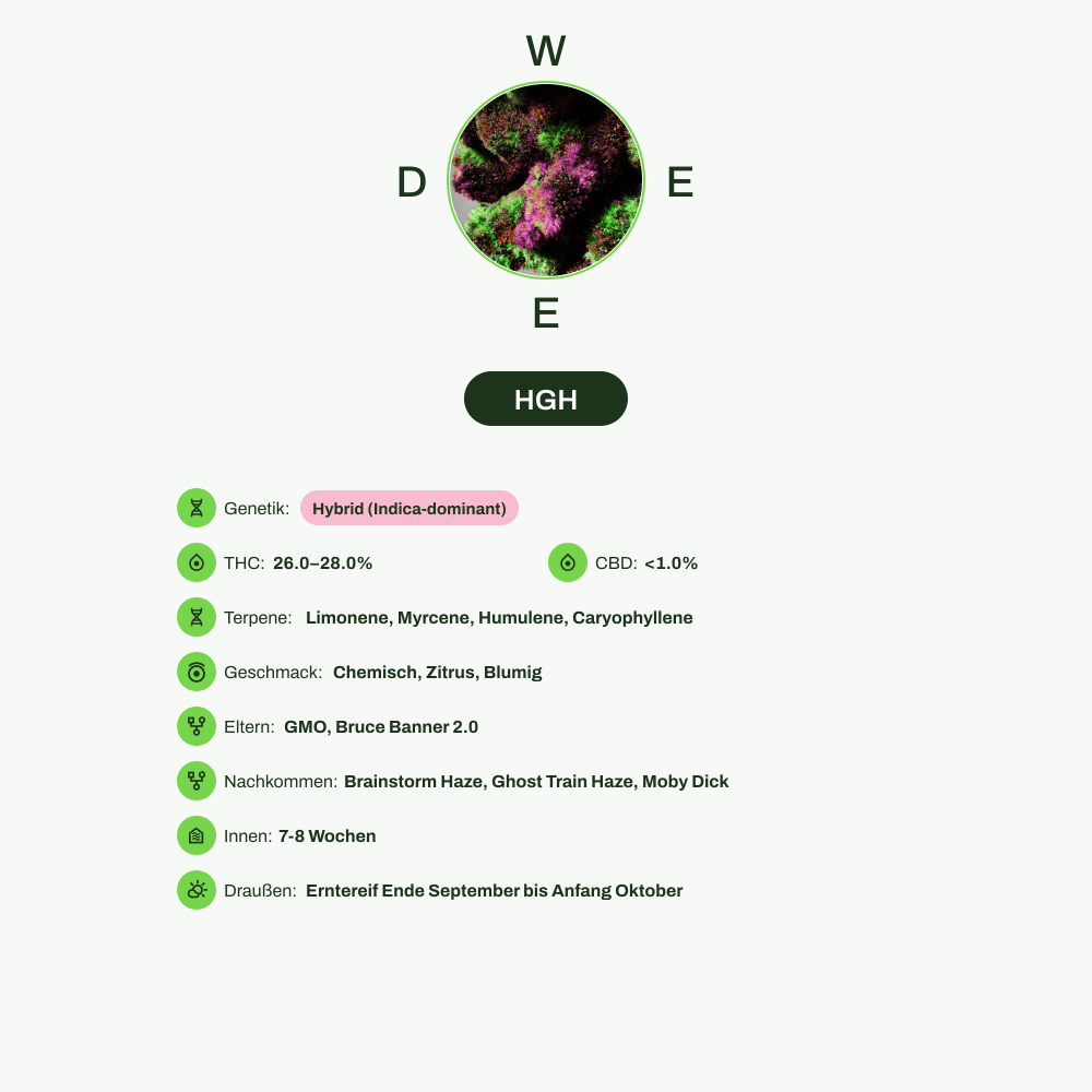 Infografik über THC-Gehalt, CBD-Gehalt, Terpene, Wirkungen, Geschmack von HGH
