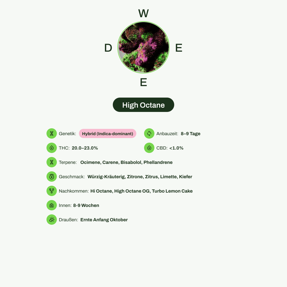 Infografik über THC-Gehalt, CBD-Gehalt, Terpene, Wirkungen, Geschmack von High Octane